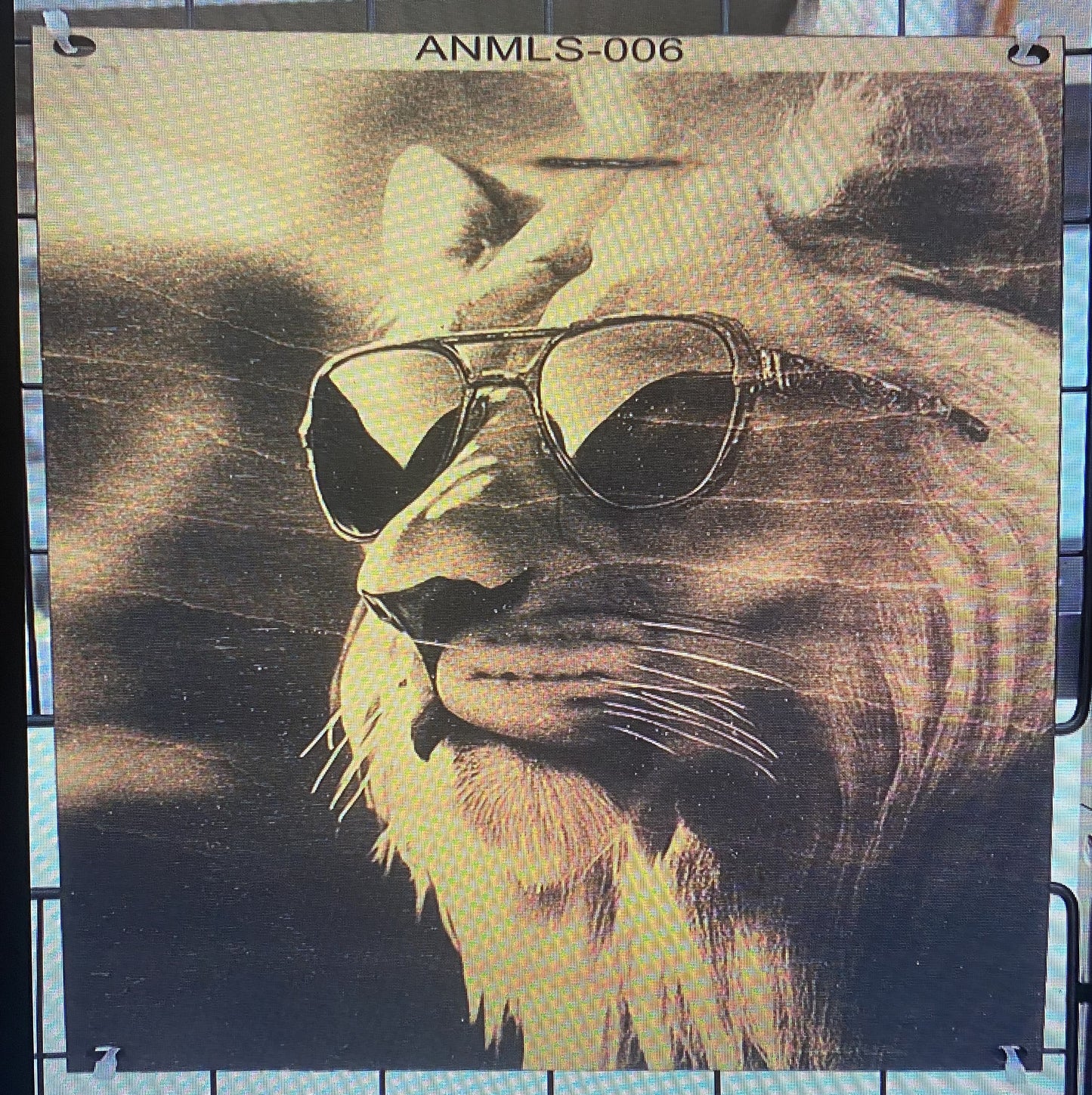 "King of Cool – Sunglasses & Swagger" SKU: ANMLS-006